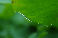 raindrop 1