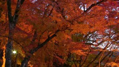 ライトアップはじめ頃