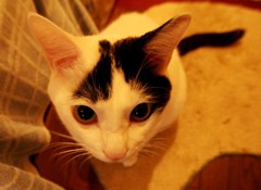 もうすぐ３歳だけど子猫風