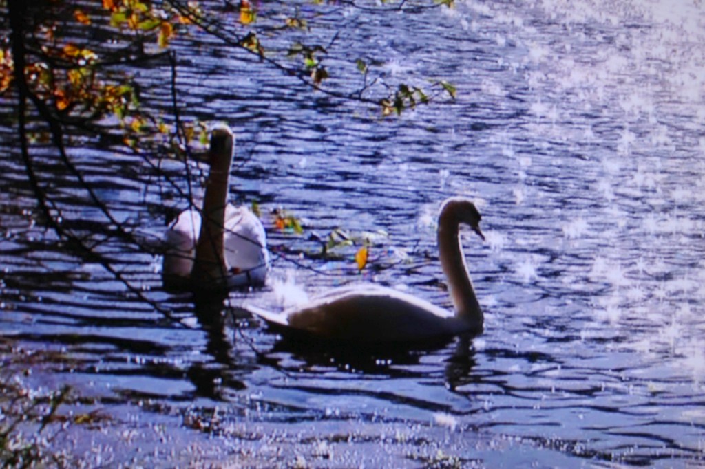 白鳥と水面