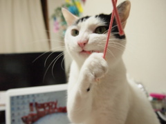 カメラ目線