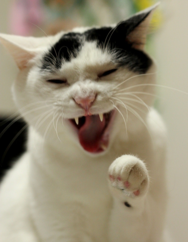 にゃっはっはっは！！