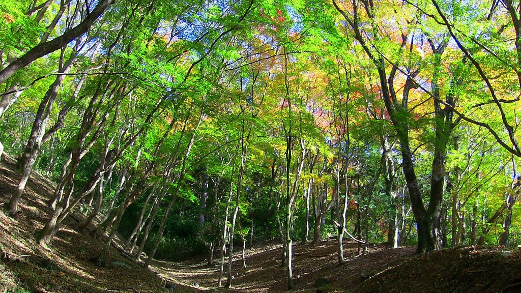 紅葉してない場所も好き