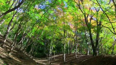紅葉してない場所も好き