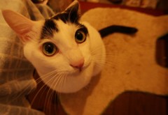 IMG_0958-2