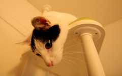 生首ニャ～ビックリしたニャ？