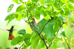 ハチドリの子育て Hummingbird nurturing.