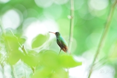 ハチドリの休息 Hummingbird's rest after flying