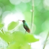 ハチドリの休息 Hummingbird's rest after flying