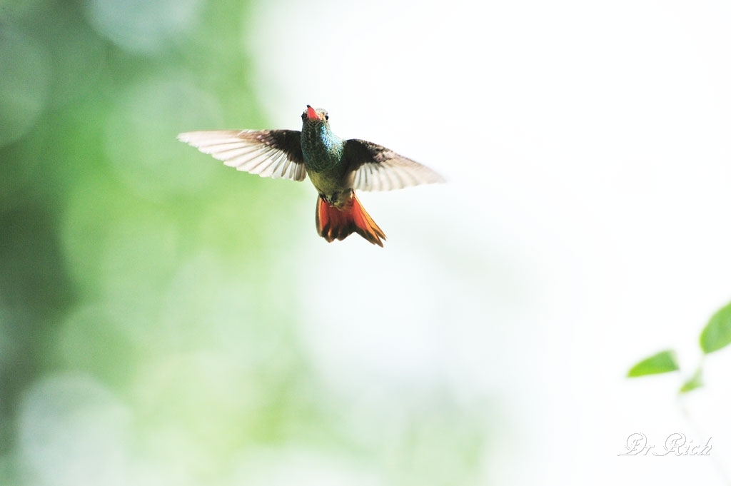 飛翔するハチドリ Hummingbird flying
