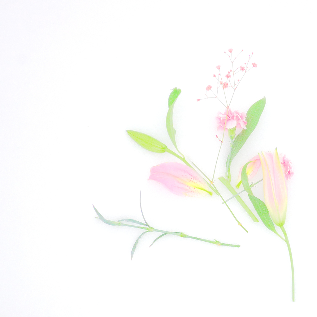 白い世界に咲く花