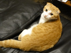 ソファ温めました