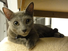 猫アザラシ