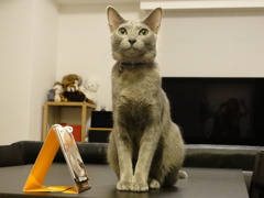 猫カフェへようこそ