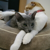 猫足まくら
