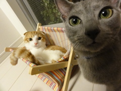 おじゃま猫（右）