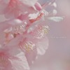 さくら