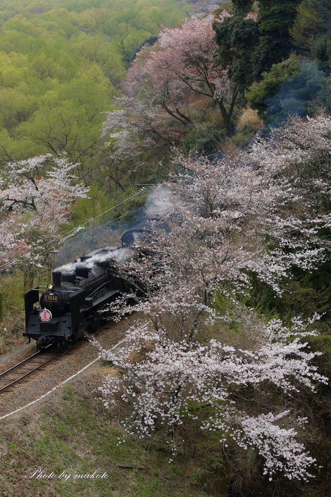 桜を追い越して