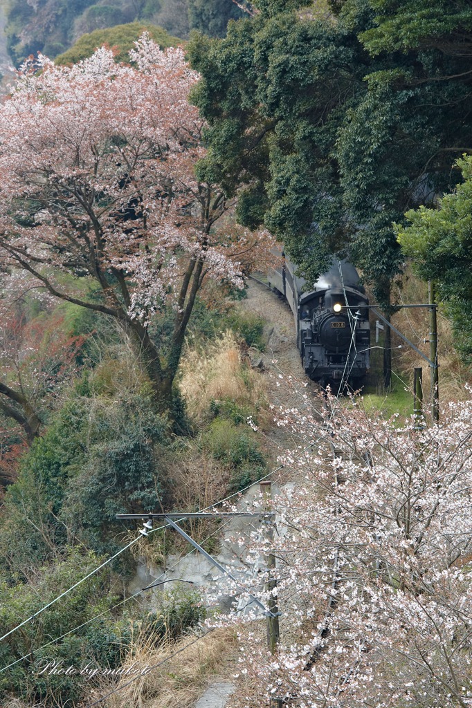 桜沿線