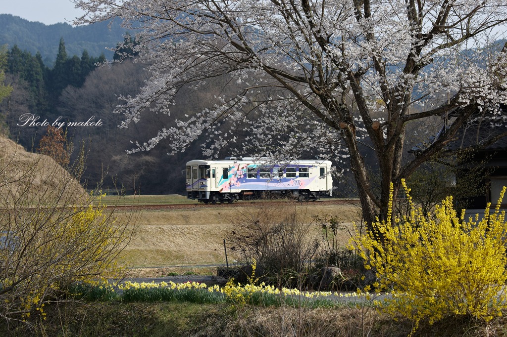 爛漫の野を行く