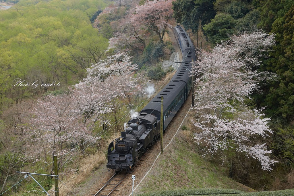 花の旅