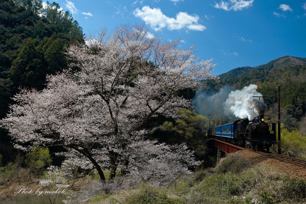 一足早く花見列車