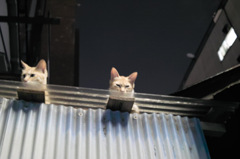 路地裏(猫)