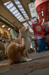 東京路地裏(商店街)
