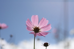 秋桜