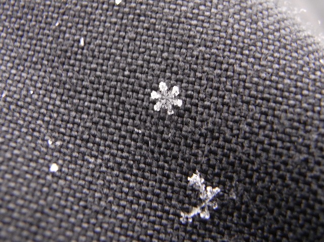 雪印