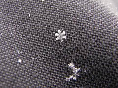 雪印