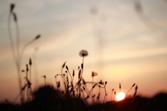 夕日②