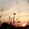 夕日②