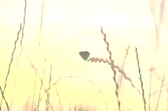 夕暮れ①