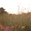 夕日④
