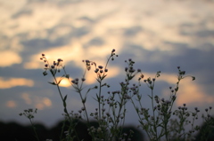 夕暮れ③