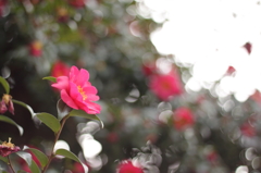 奈良公園②