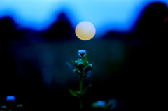 夕暮れ②　