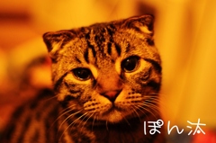 ポン汰