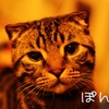 ポン汰