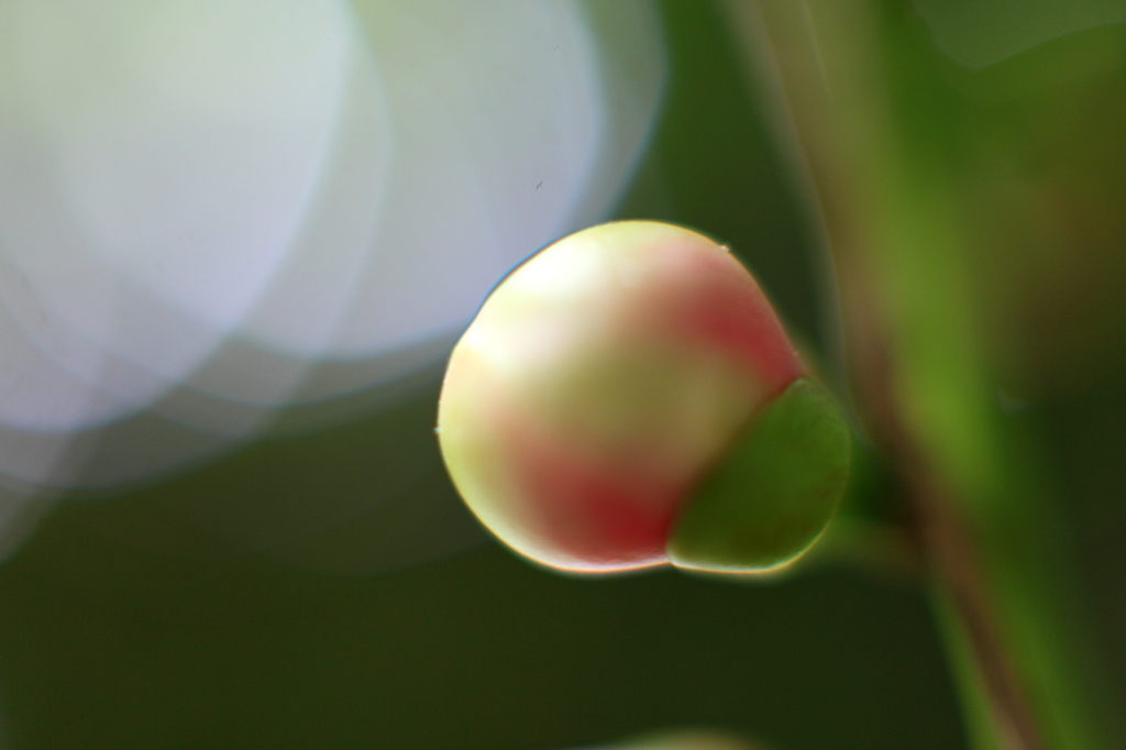 サガリバナの蕾