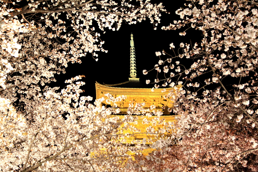 東寺の桜フレーム