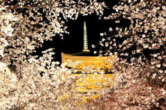 東寺の桜フレーム