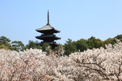 仁和寺と御室桜