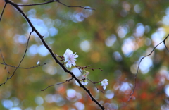 紅葉と寒桜