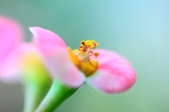 ピンクの花