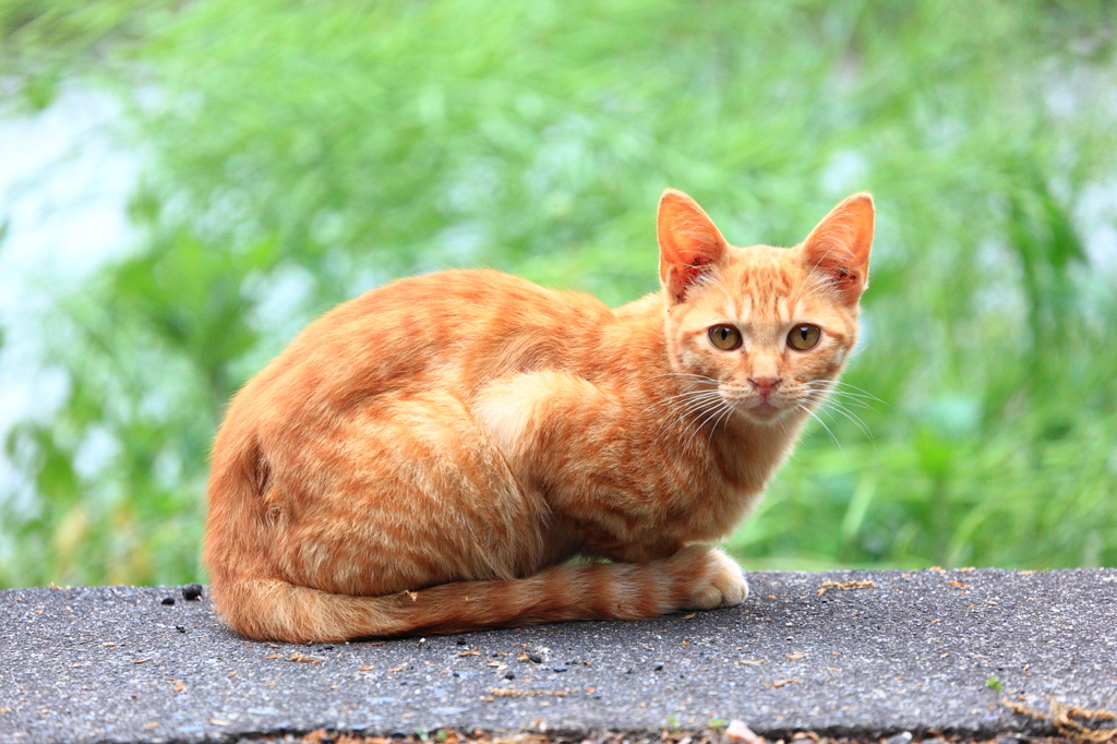 仔猫