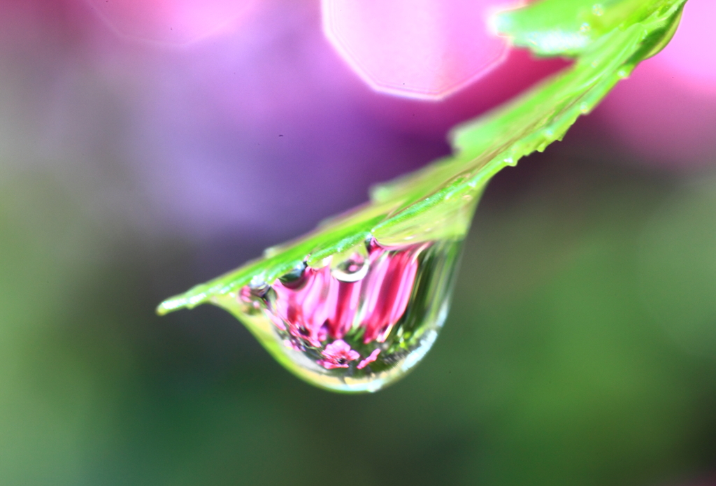水滴の中のお花