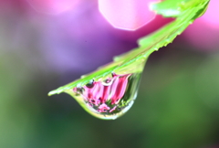水滴の中のお花