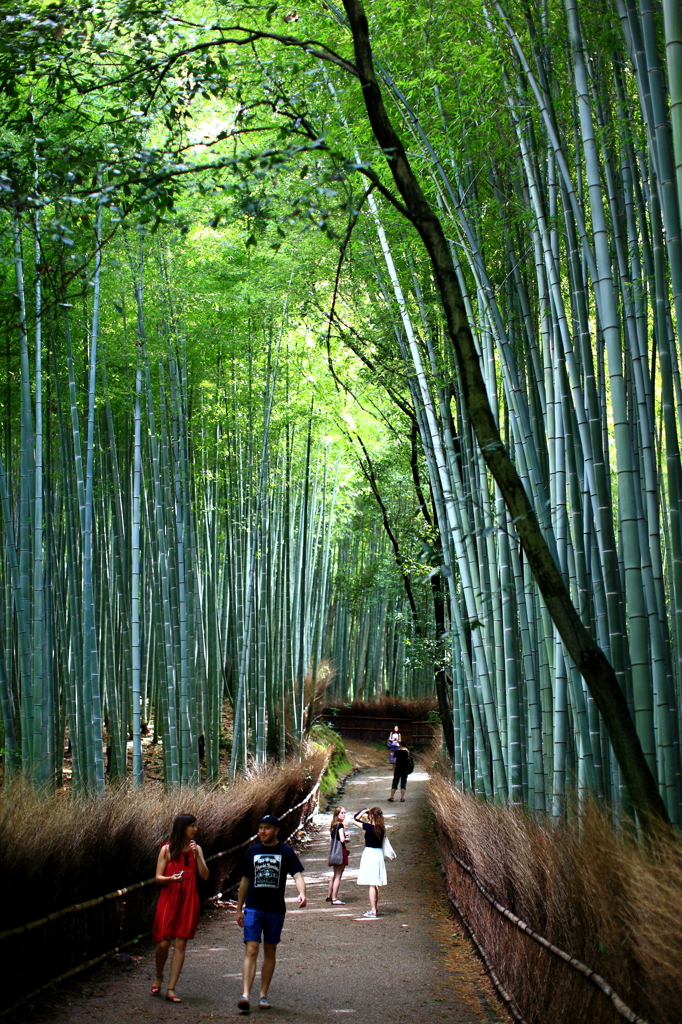 嵯峨野竹林